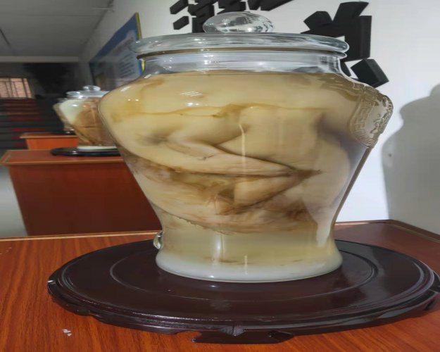 紅茶菌